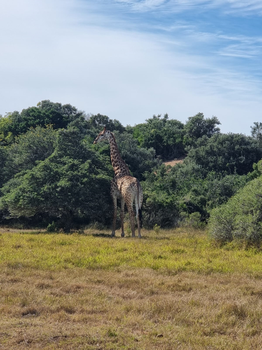 0 Bedroom Property for Sale in Boesmansriviermond Eastern Cape